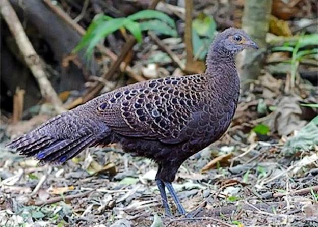 Gà tiền mặt vàng có tên khoa học là Polyplectron bicalcaratum, thuộc họ Trĩ Phasianidae, bộ Gà Galliformes. Đây là loài chim quý, được xếp vào nhóm IB loài nguy cấp, quý, hiếm, ưu tiên bảo vệ. Loài này có tên trong Sách Đỏ Việt Nam và quốc tế (Danh lục Đỏ IUCN). Ảnh: Vườn quốc gia Hoàng Liên.