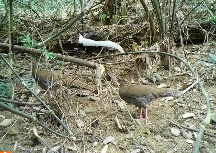 Birds in the woods with branches and sticks

Description automatically generated